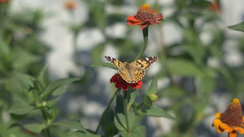Butterfly wings move during nectar gathering Stock Footage 115780380