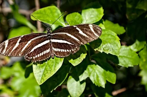 Butterfly Wings Stock Photos