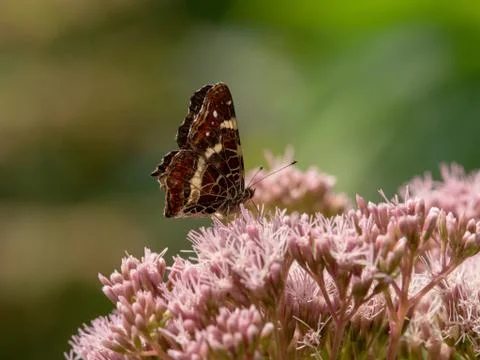 Butterfly wings Foto stock