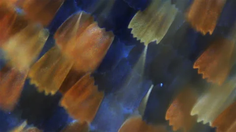 Butterfly wings. Sequence. Macro Stock Footage 42638912