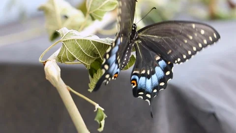 Butterfly Wings Spread Stock Footage 120160642