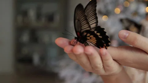 A butterfly on a woman's hand. Stock-Footage 98617830