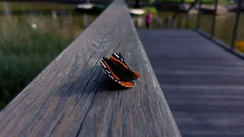 A butterfly on a wooden bridge Stock Footage 159357699