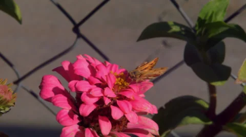 Butterfly work hard Stock Footage 32689934