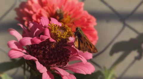 Butterfly work hard Stock Footage 32689938