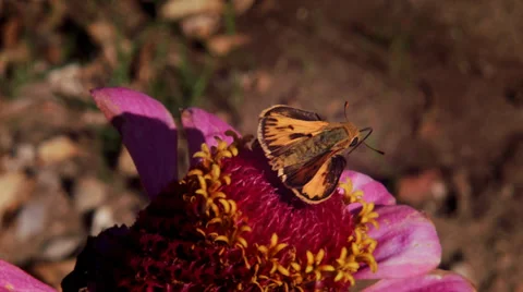 Butterfly work hard Stock Footage 32689944