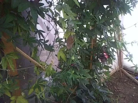 Butterfly World 1 動画素材 5164757