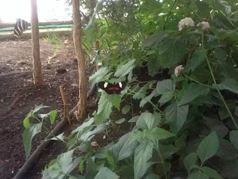 Butterfly World 2 動画素材 5164761