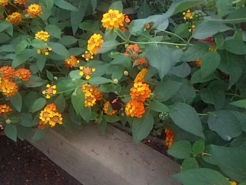 Butterfly World 3 Stock-Footage 5164765