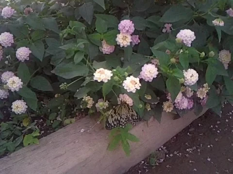 Butterfly World 5 Vídeo Stock 5164770