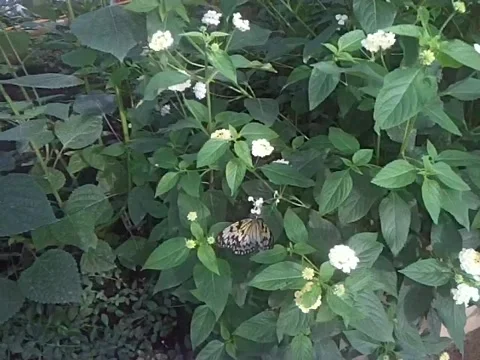 Butterfly World 6 Vídeo Stock 5164779