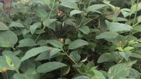 BUTTERFLY WORLD Stock Footage 135541991