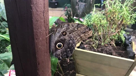 BUTTERFLY WORLD Stock Footage 135542000