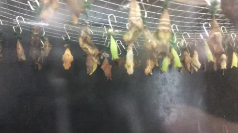 BUTTERFLY WORLD Stock Footage 135542002