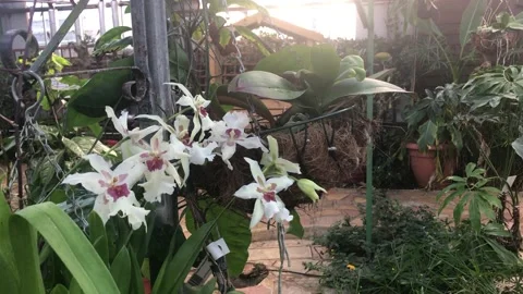 BUTTERFLY WORLD Video stock 135542005