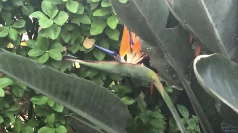 BUTTERFLY WORLD Stock Footage 135542008