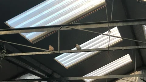 BUTTERFLY WORLD Stock Footage 135542027