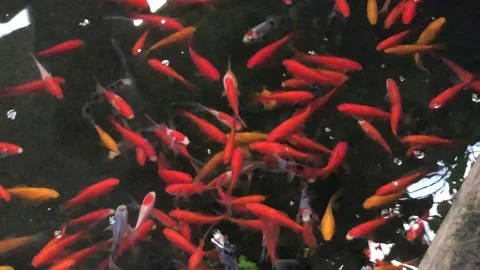 BUTTERFLY WORLD Stock Footage 135542031