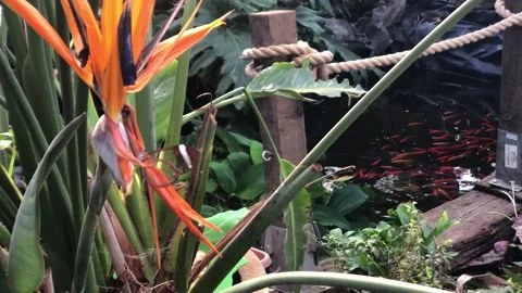 BUTTERFLY WORLD Stock Footage 135542055