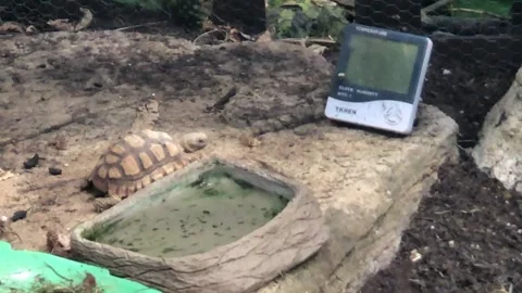 BUTTERFLY WORLD Stock Footage 135542067