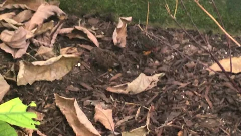 BUTTERFLY WORLD Stock Footage 135542072