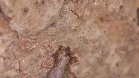 Butterfly worm climbing the tree bark Stock Footage 89226441