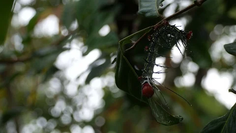 Butterfly worm eating leaf Stock Footage 82022567