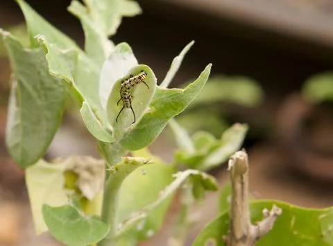 Butterfly worm Stock Photos