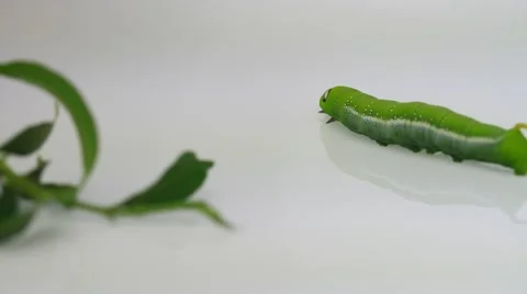 Butterfly worm on white background 스톡 동영상 55408168