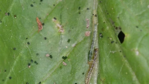 Butterfly worms crawling on the vegetable Stock Footage 84919452