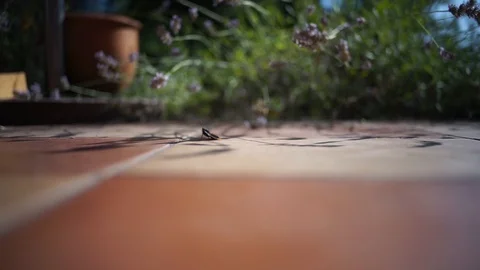 A butterfly in a yard Stock Footage 93099341