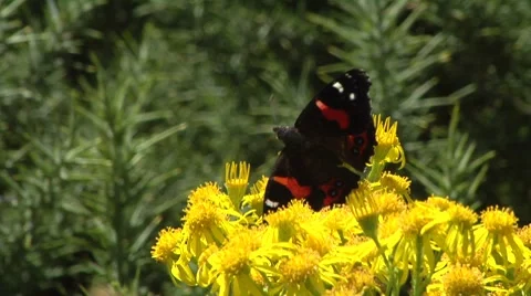 Butterfly in yellow bush Stock Footage
