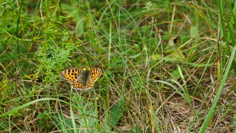 A butterfly on a yellow button flower eats nectar. Stockbeeldmateriaal 249609599