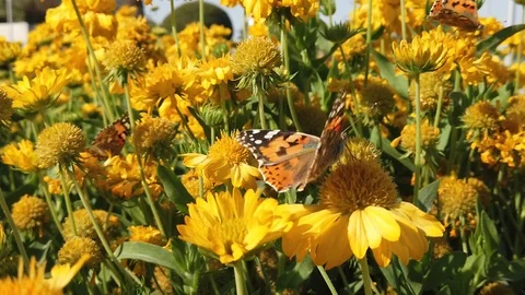 Butterfly on yellow daisy flower Stock Footage 104485470