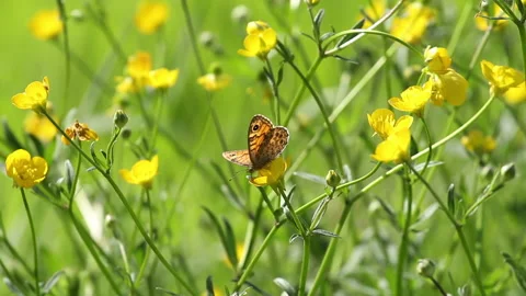 Butterfly on yellow flower 2 Stock Footage 148488615