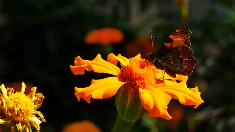 A butterfly on a yellow flower eats nectar. Stock-Footage 160674758