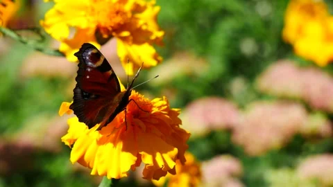 A butterfly on a yellow flower eats nectar. 動画素材 221143150