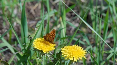 Butterfly on the Yellow Flower Stock Footage 75488347