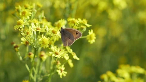 Butterfly on yellow flower Stock Footage 97882012