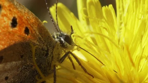 Butterfly on a yellow flower Stock Footage 98414645