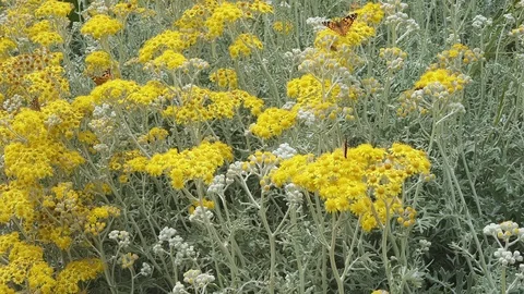 Butterfly on the yellow flower Stock Footage 108892216