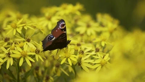 Butterfly On Yellow Flower Looking For Nectar Macro 4K Stockbeeldmateriaal 85262622