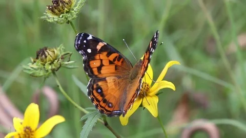 Butterfly on Yellow Flowers Stock Footage 83230972