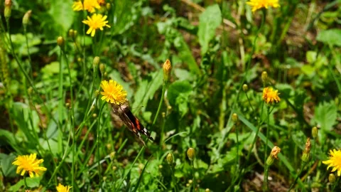A butterfly on a yellow meadow flower eats nectar. Video stock 246923667