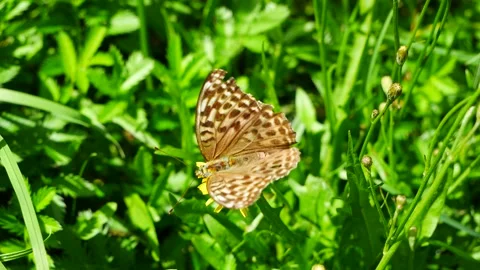 A butterfly on a yellow meadow flower eats nectar. 動画素材 247328749