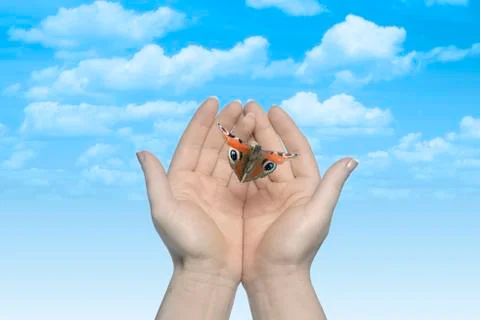 The Butterfly in your hands Stock Photos