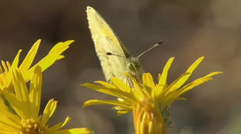 Butterfly01 Stock Footage 506504