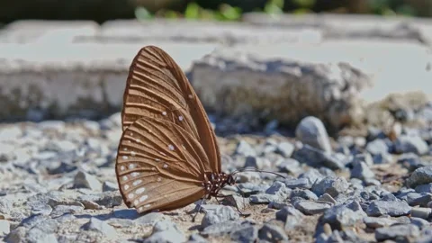 Butterfly015-63 Stock Footage
