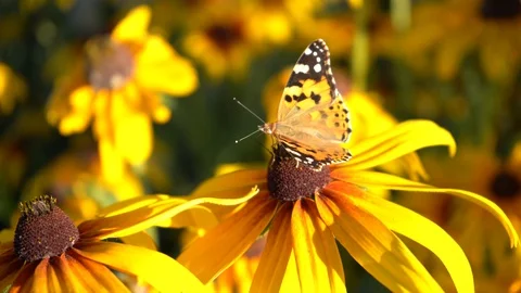 Butterfly1 Stock Footage 115707101