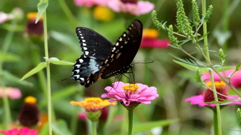 Butterfly1 스톡 동영상 206869734